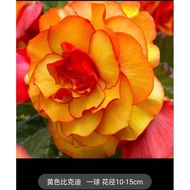 Ready Stock Quick Shipping Pink Couple Double-Petal Big Leaf Ball Root Begonia Big Flower Planting B