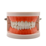 โมเดลฟันปลอมสำหรับเด็กโมเดลใส่ฟันมาตรฐานสำหรับนักเรียนสีขาว