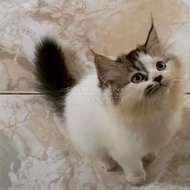 #9 - Open Adopt - Kitten / Anak Kucing - Persia Bukan Anggora - Lucu