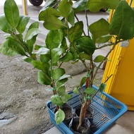 Pokok buah limau bali manis