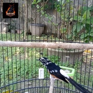 burung murai batu medan blorok