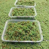 Azolla Alternative Cultivating