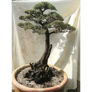 Bonsai cucur atap ..