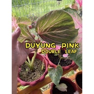 Double Leaf Series🪴KELADI DUYUNG PINK RARE ID🌸KELADI CALADIUM 彩叶芋｜REAL LIVE PLANT