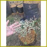◙ ◐ ¤ VARIEGATED AFRICAN TALISAY PLANT (SMALL)