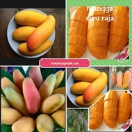 Anak Pokok Mangga Siku Raja Hybrid