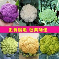 花菜種子 種籽紫黃花椰菜籽花椰菜種子 種籽青花菜寶塔青梗松花菜子