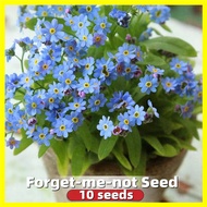 Forget-me-not Seed - Fresh 10 Seeds Blue Flower Seeds for Planting Buto Ng Bulaklak Halamang Namumulaklak Seedlings Flowers Bonsai Ornamental Plant Seeds Flowering Plants Seeds Garden Home Decor Bonsai Tree Live Plants for Sale Indoor Real Plants