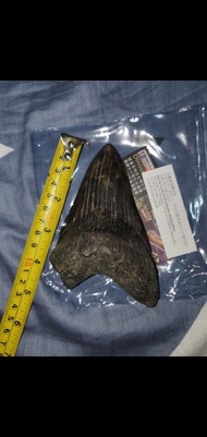 巨齒鯊牙齒化石