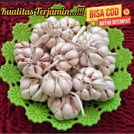 Bawang Sinco Bawang Putih Sinco 1Kg Bawang Pilihan