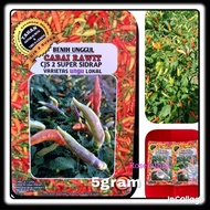 kemasan 6gram BENIH BIJI CABE SALO DUA -cabe ungu - CJS 2 UNGU 5gram -BENIH cabai rawit super