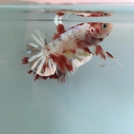 ikan cupang koi cooper gold