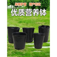 Whole Seedling Cup Seedling Pot Planting Hole Pot Disposable Plastic Planting Nutrient Pot