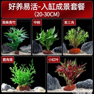 superior productsFish Tank Aquatic Plants Real Grass Hydroponic Centipede Decorative Negative Purification Water Quality