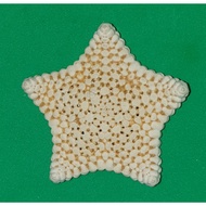 Superb Real STARFISH. 2.