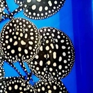 ikan pari air tawar black diamond
