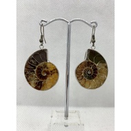 Real Ammonite Scallop Fossil 1