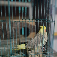 burung falk Australi betina