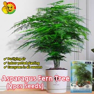 100% Original Asparagus Fern Tree Seeds for Sale (Fresh 2pcs Seeds) Benih Asparagus Fern Plant Seed 
