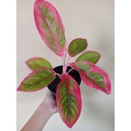 Sindo - Aglaonema Kanza Live Plant G8EEBYWXIX