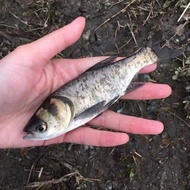 Silver Silver Silver Carp Fry White Silver Carp Big Head Mullet Fry Fat Head Fish Fry Black Silver C