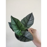 （PSM) Alocasia Elaine