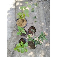 Five Varieties Rare bougainvillea / collectors item