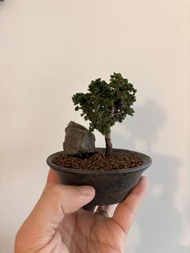 日本石化檜$450🌳