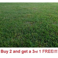 Seeds Zenith Zoysia Grass 5000 Seeds Beginner Kit Lavender