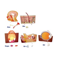 Science & Lab Tools- Five Senses Foam [Ready Stock]