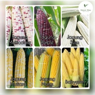 PELBAGAI biji benih JAGUNG dll sweet corn seeds hybrid F1/ bicolor repacked jagung mutiara jagung su