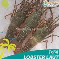 Dijual PROMO!! Lobster Pakistan Fresh - Lobster Laut Segar 1kg isi 4-5