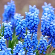 Grape Hyacinth Planting Ball Cold-Resistant Potted Plant Ground Planting Garden Ball Root Seed Plant