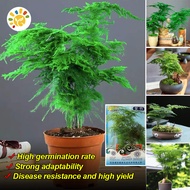 เมล็ดพันธุ์ หน่อไม้ฝรั่งเฟิร์นต้น Asparagus Fern Tree Seeds Asparagus Fern Plants Seeds Bonsai Seeds