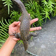 Varanus Doreanus - Reptil