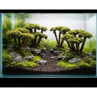 mini bonsai aquascape sekali moss weeping
