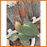 ▧ ✟ Live Plant Philodendron MICANS
