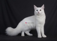 Kucing Mainecoon White Solid Odd Eyes Jantan Ped CFA (Invoice)