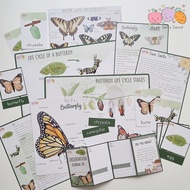 Life cycle of a butterfly - butterfly Life cycle - montessori/montesori