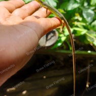 Kadal Rumput Ekor Panjang