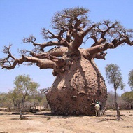 10 เมล็ด เบาบับ ต้นไม้อวบน้ำขนาดยักษ์ รูปทรงโดดเด่น Adansonia digitata (บาวบาบ) Baobab