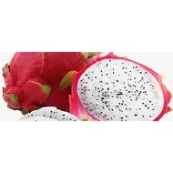 🔥Ready Stock🔥Red White Dragon Fruits Trees / Kulit Merah Isi Putih Anak Pokok Buah Naga / 蜜白龙果苗 / 蜜白