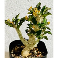 Euphorbia decaryi 皱叶麒麟