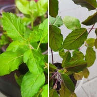 Anak Pokok Tulsi Hitam / Tulsi Hijau / Thulasi / Ocimum Sanctum / Holy Basil hitam  / Ruku / Ruku-ru