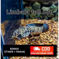 gambar limbata full dot