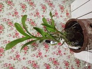 Anggrek Dendrobium wulaiense remaja