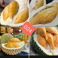 Anak Pokok Durian D24   4 kaki++ tinggi   (4Feet ++Tall)