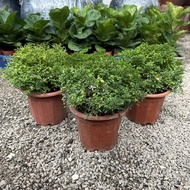 GPS Green Plant Society Live Plant Murraya Dwarf P230 达摩九里香