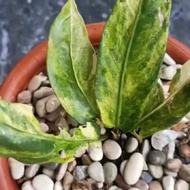 anthurium superboom classic variegata - 01
