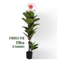 【GW】 POKOK VIRAL - FIDDLE LEAF FIG (READY STOCK)
